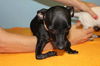Pepper