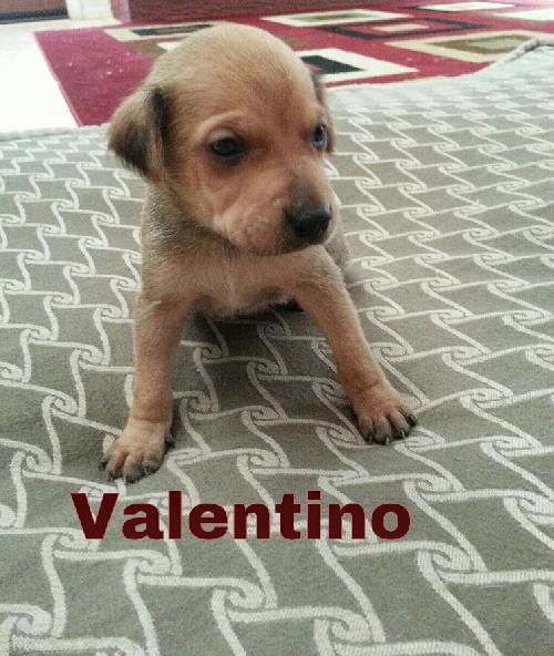 Valentino