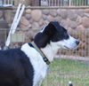 Sadie