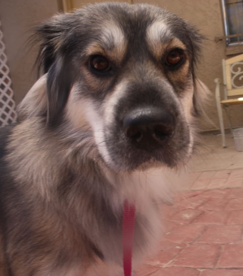 Maggie