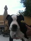 Scamp