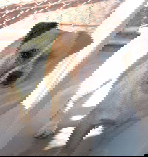 CAMO