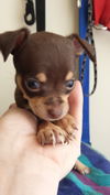 Peanut