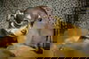 Peanut