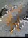 Zena