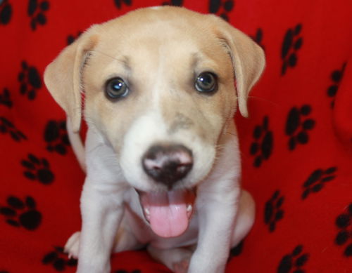 Sadie