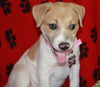 Sadie
