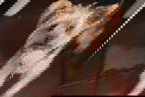 Sam