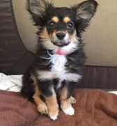 Sadie