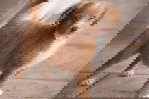 Hammy