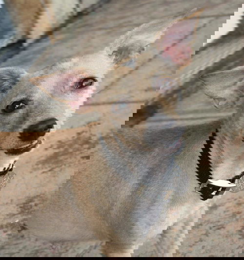 Agnus