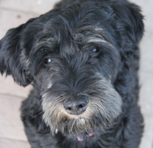 Daisy