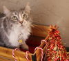 Sadie
