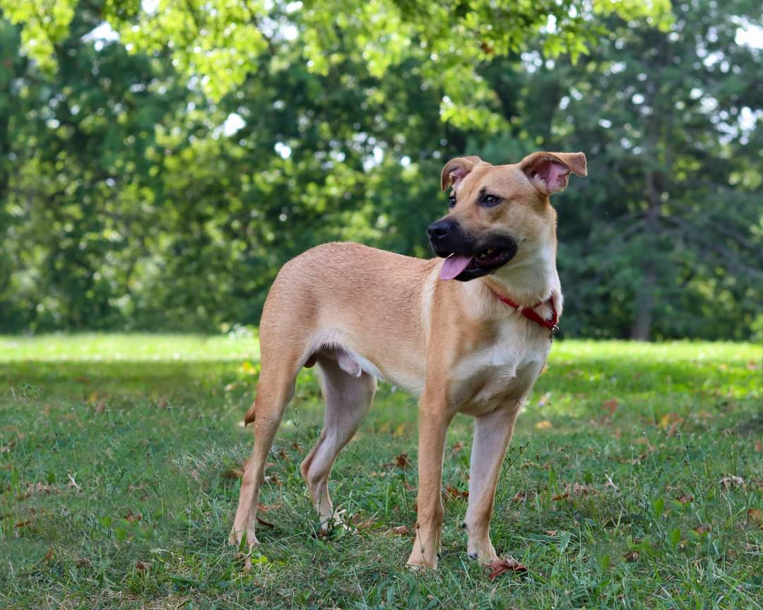 Dog for Adoption - Augie, a Black Mouth Cur in Warren, OH | Alpha Paw