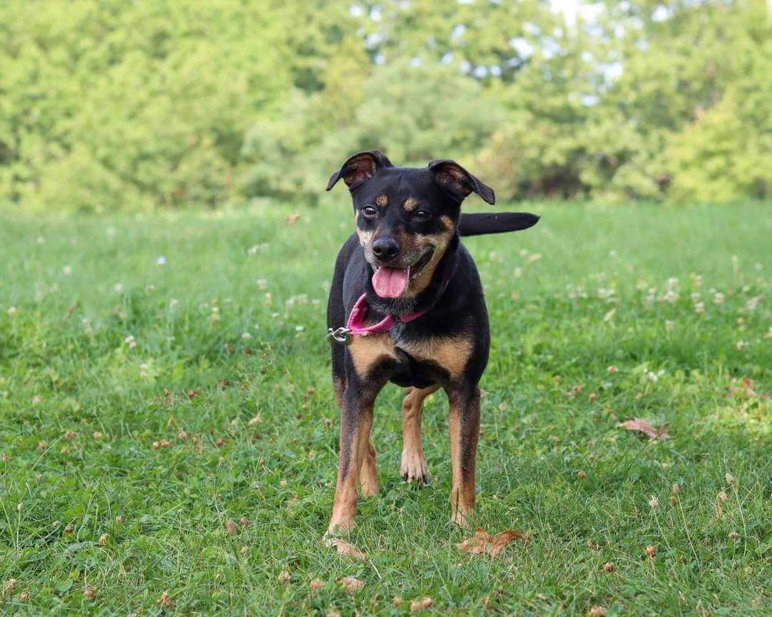 Dog for Adoption - Nina, a Miniature Pinscher in Chardon, OH | Alpha Paw