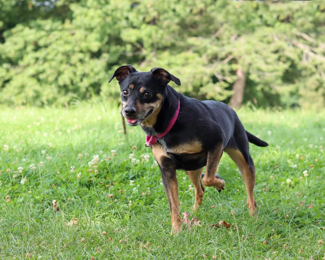 Dog for Adoption - Nina, a Miniature Pinscher in Chardon, OH | Alpha Paw