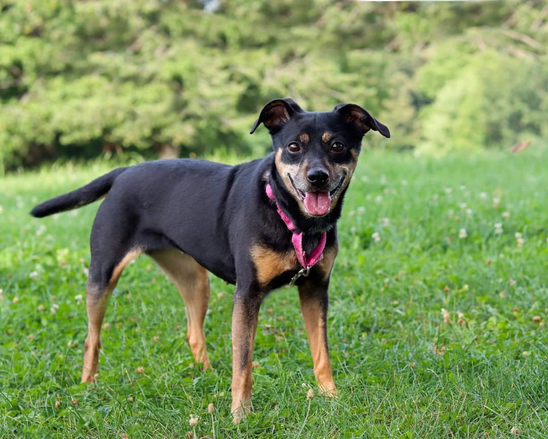 Dog for Adoption - Nina, a Miniature Pinscher in Chardon, OH | Alpha Paw