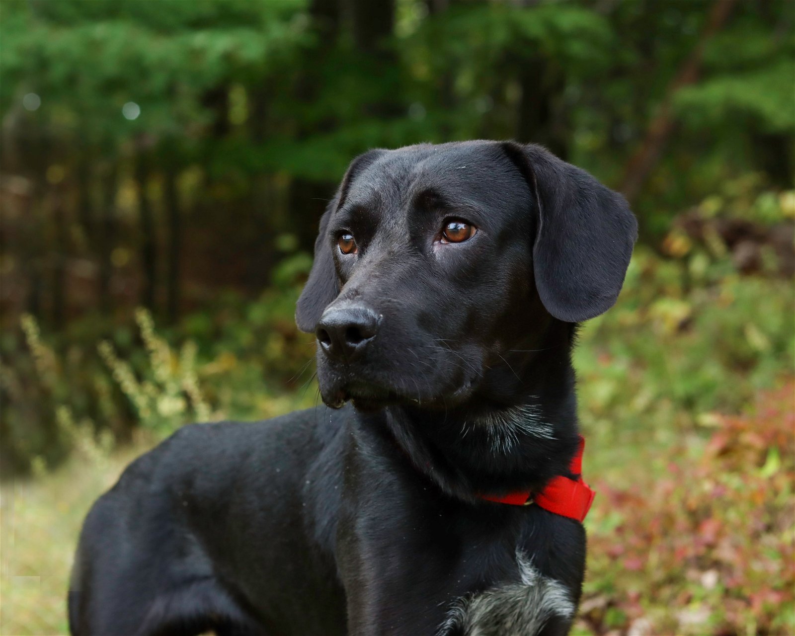 Dog for Adoption - Murphy, a Labrador Retriever in Portage County, OH ...