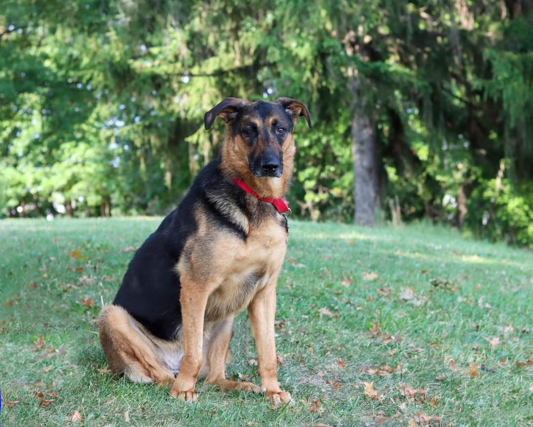 Dog for Adoption - Shadow, a Shepherd in Middleburg Heights, OH | Alpha Paw