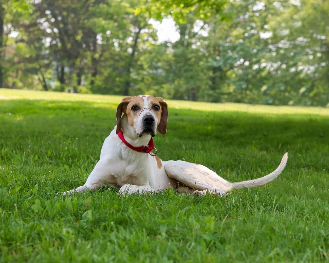 Dog adoption in Cleveland, OH 44134 Treeing Walker Coonhound (short