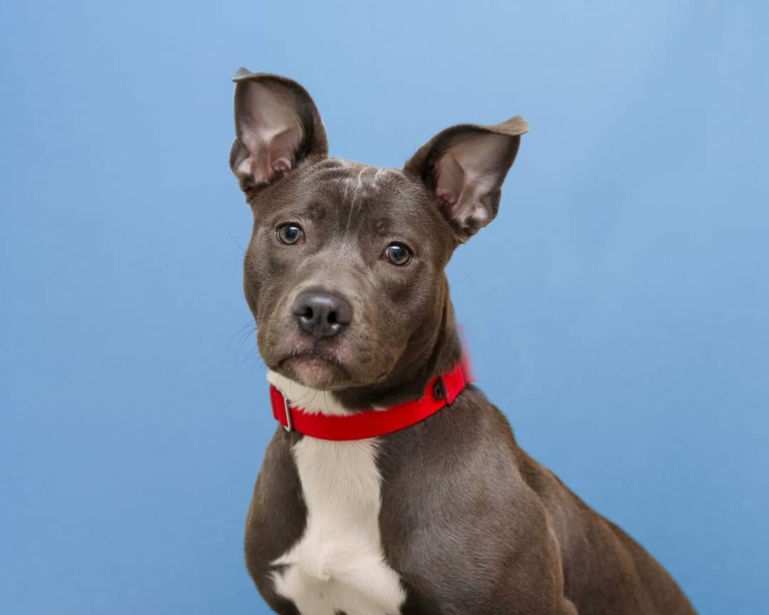 adoptable Dog in Cleveland, OH named Miso