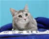 adoptable Cat in cleveland, oh, OH named Petunia (Bonded Pair with Munchkin)
