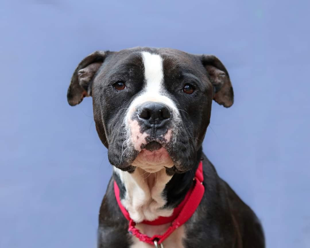adoptable Dog in Cleveland, OH named Guinness