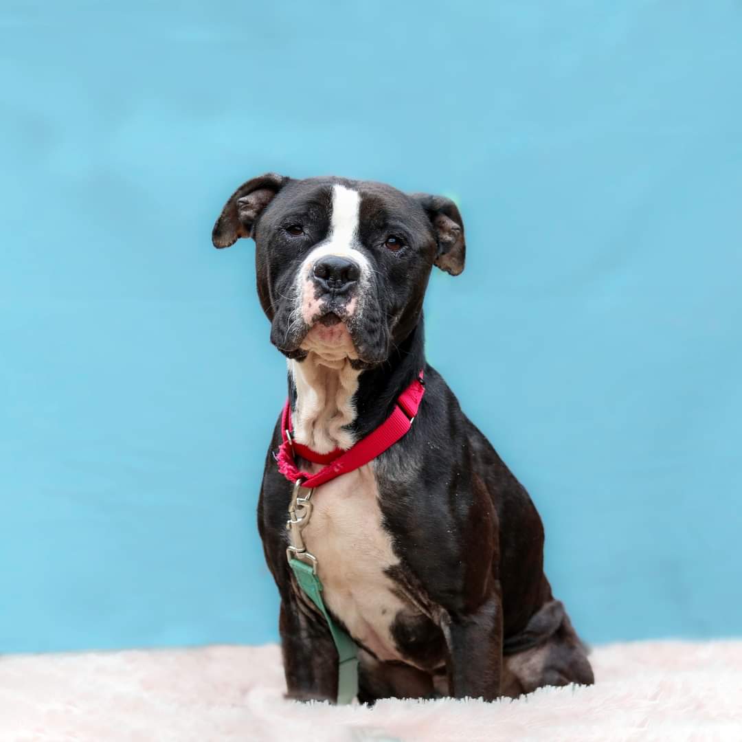 adoptable Dog in Cleveland, OH named Guinness