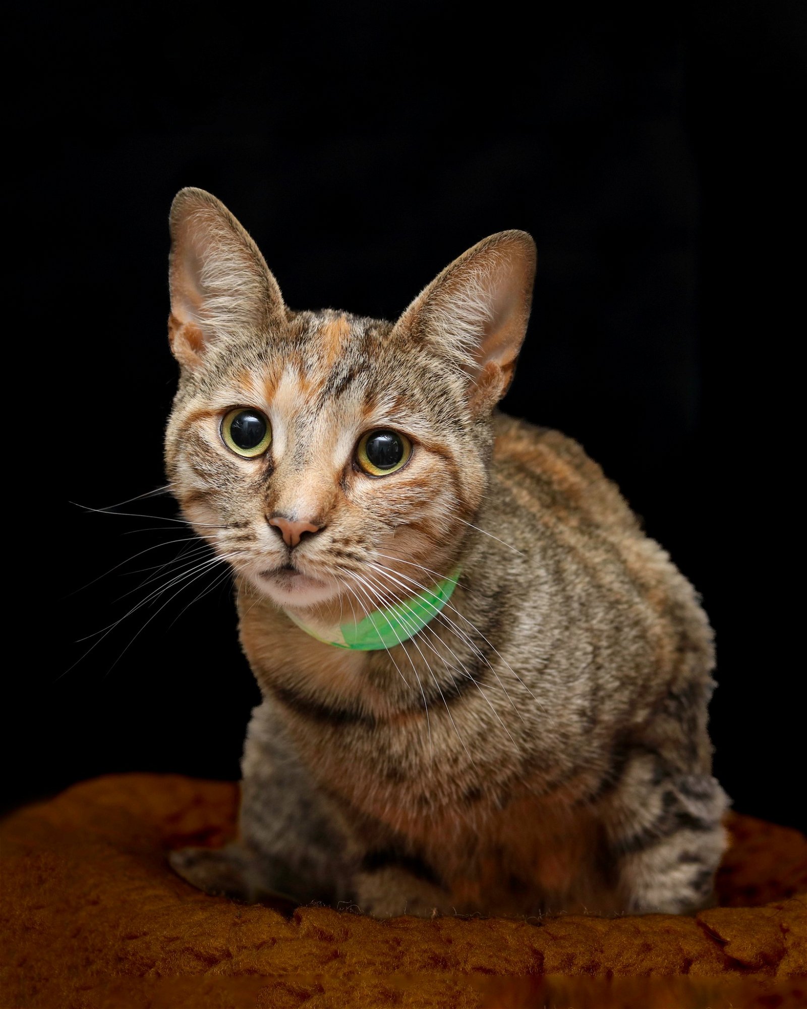 adoptable Cat in Cleveland, OH named Caramel