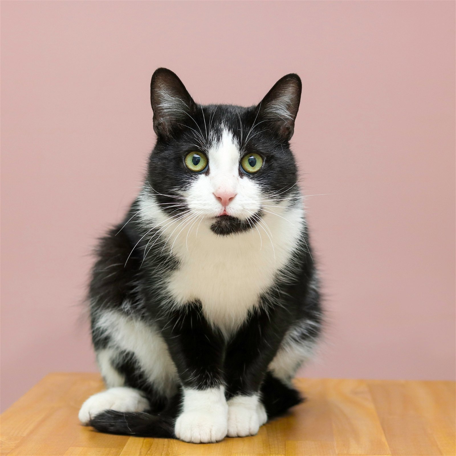 adoptable Cat in Cleveland, OH named Sylvester
