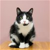 adoptable Cat in  named Sylvester
