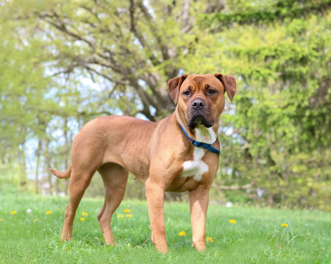 adoptable Dog in Cleveland, OH named Amber