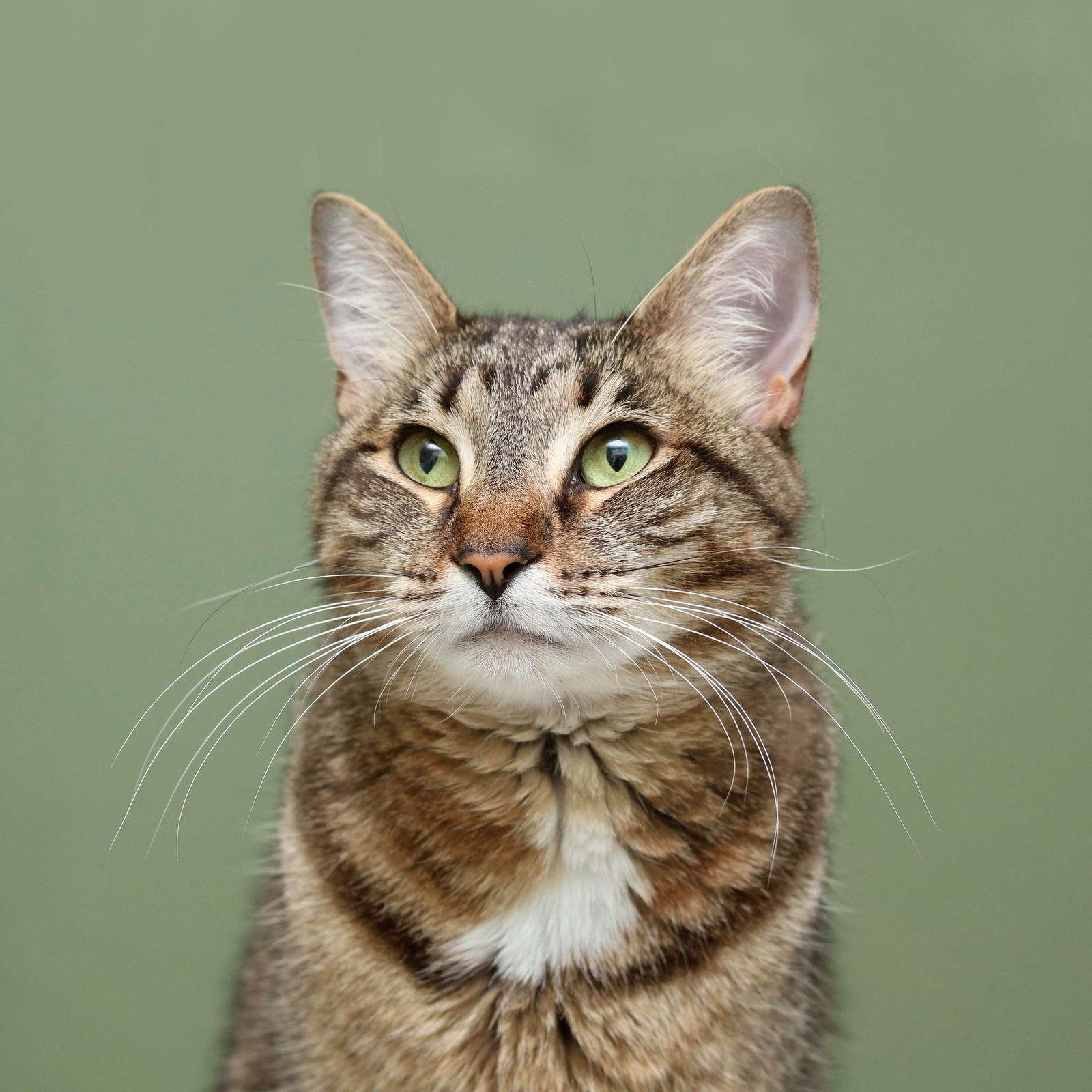 adoptable Cat in Cleveland, OH named Bethany