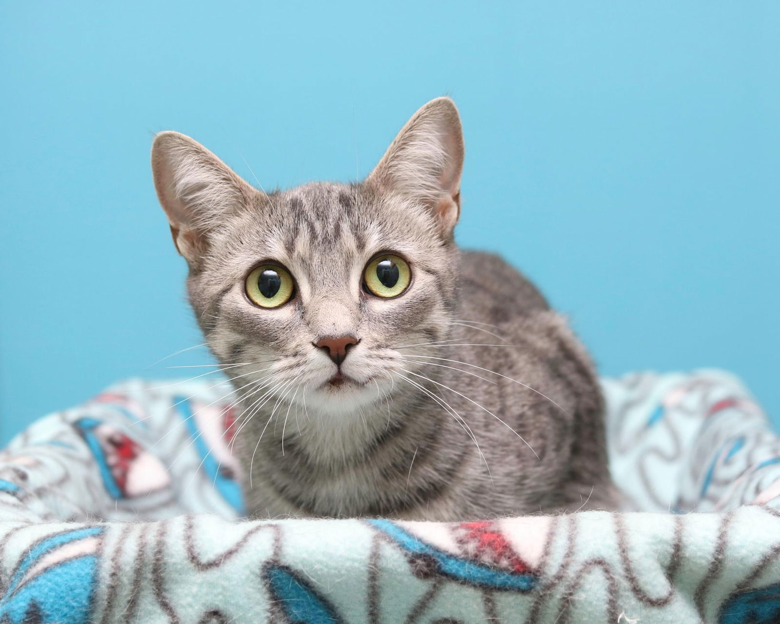 adoptable Cat in Cleveland, OH named Delores