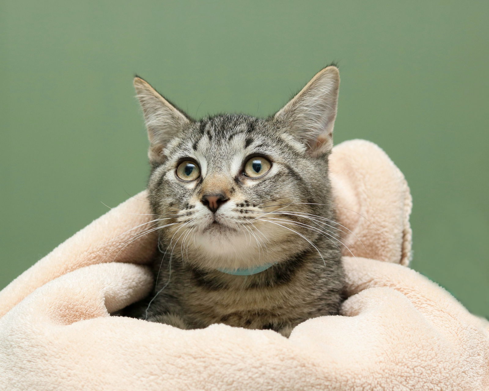 adoptable Cat in Cleveland, OH named Tug