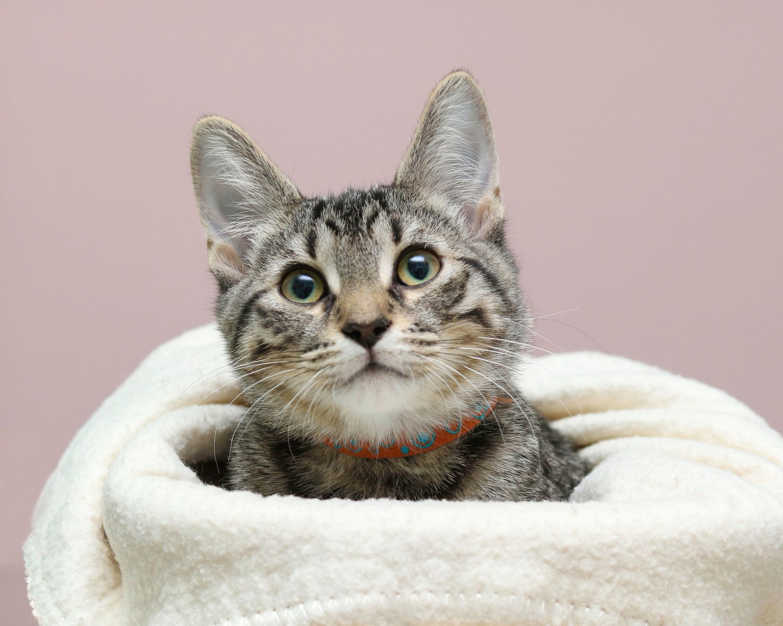 adoptable Cat in Cleveland, OH named Jug