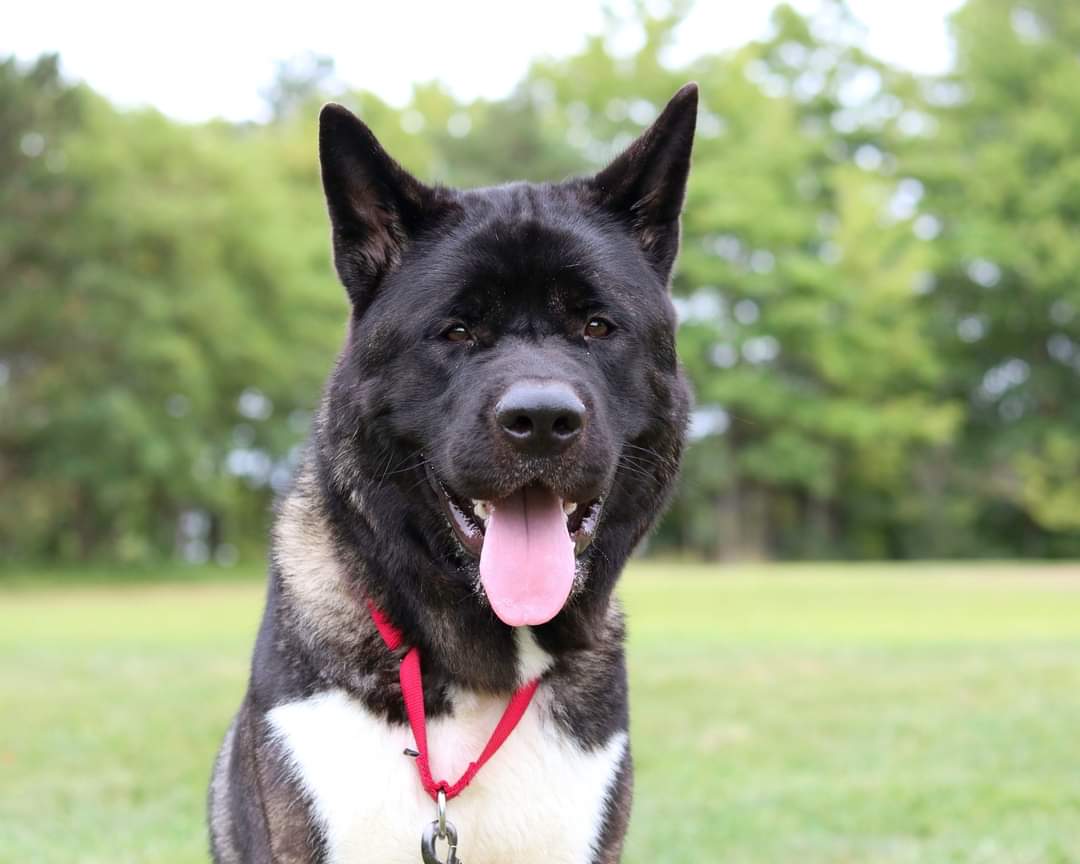 adoptable Dog in Cleveland, OH named Xander