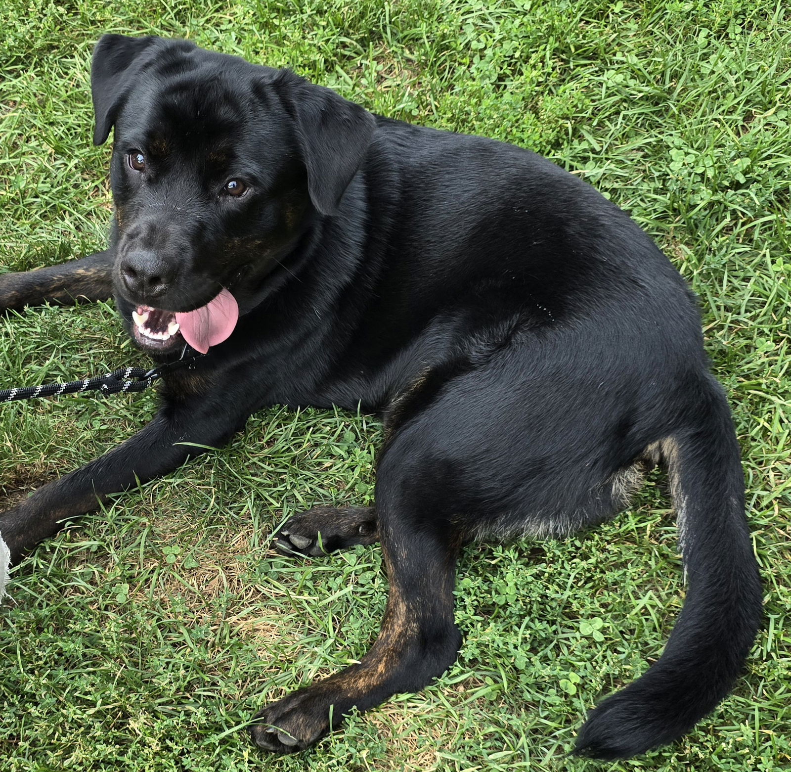 adoptable Dog in Cleveland, OH named Cyrus