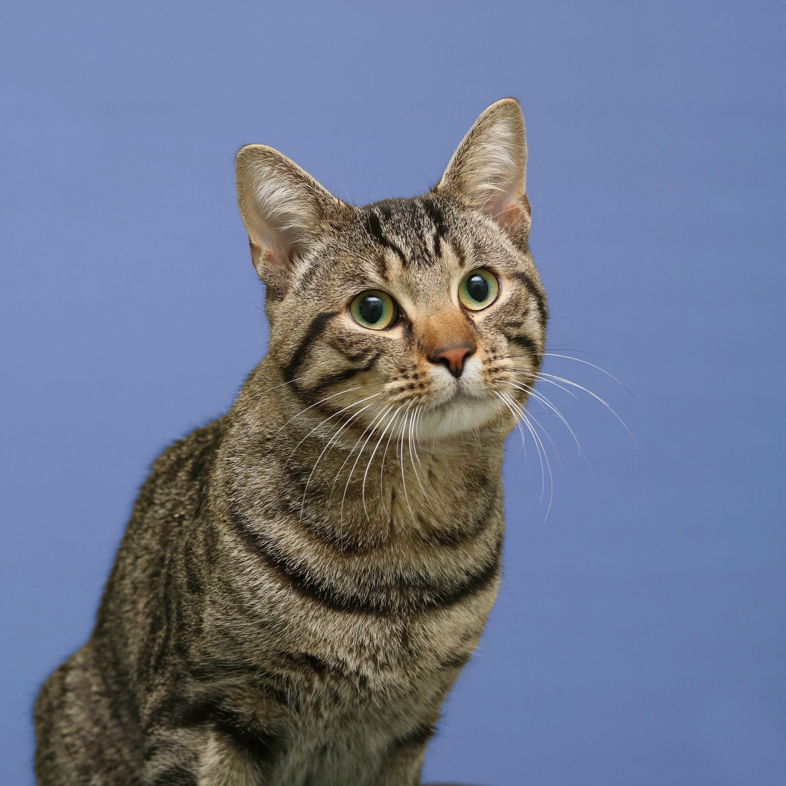 adoptable Cat in Cleveland, OH named Travis