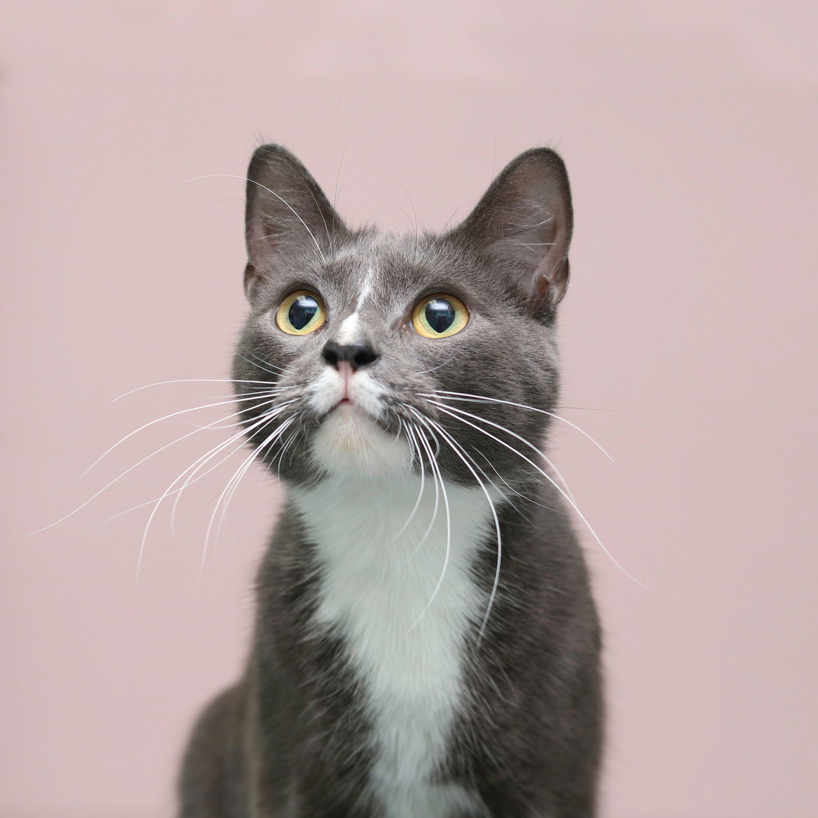 adoptable Cat in Cleveland, OH named Chip - Bonded pair with Darla