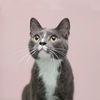 adoptable Cat in  named Chip - Bonded pair with Darla