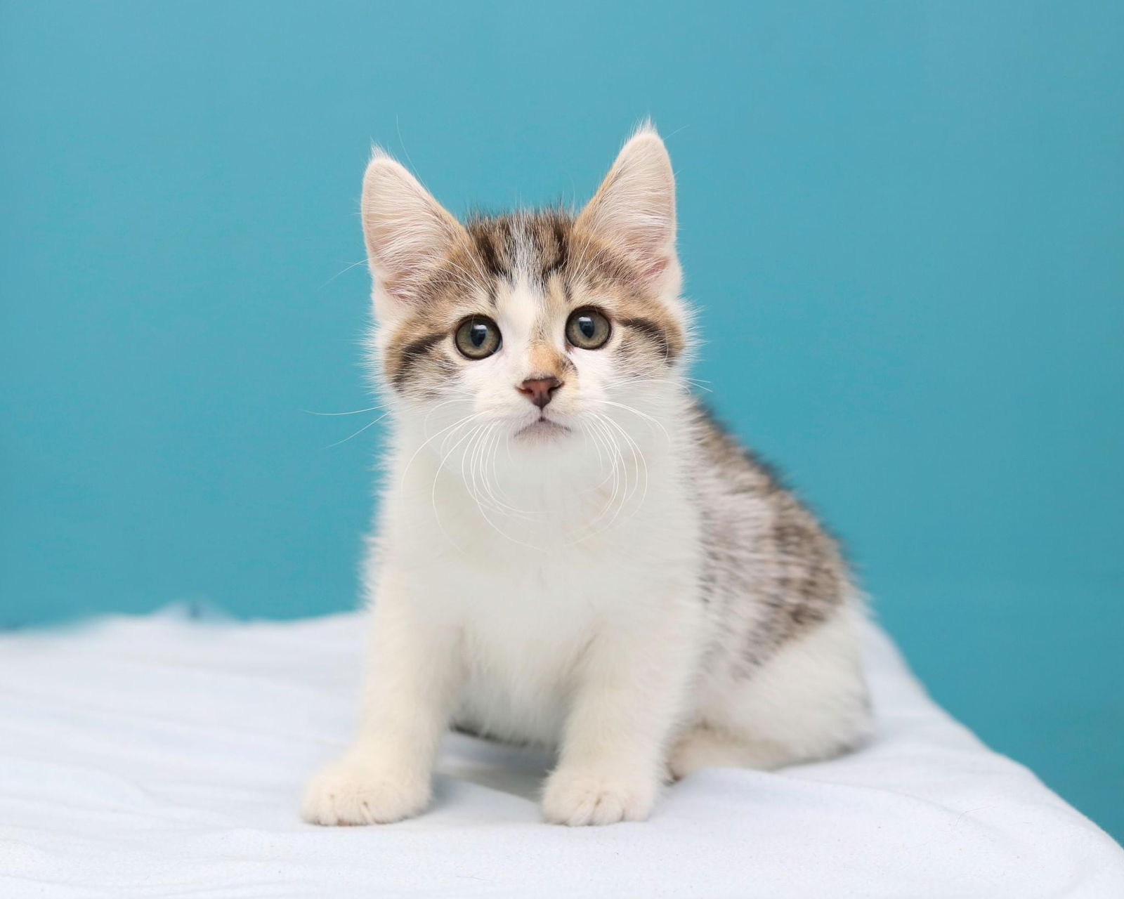 adoptable Cat in Cleveland, OH named Cleo