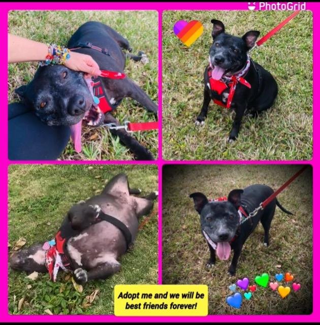 adoptable Dog in Fort Lauderdale, FL named Chrissy