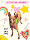 adoptable Dog in  named Bambi
