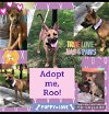 adoptable Dog in  named Roo