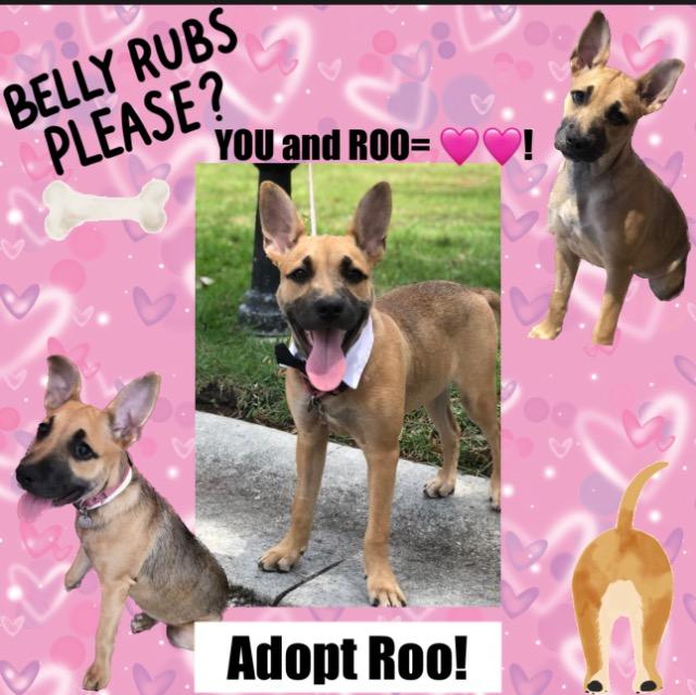 adoptable Dog in Fort Lauderdale, FL named Roo