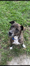 adoptable Dog in Fort Lauderdale, FL named Hanny