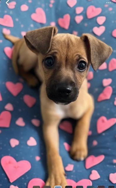 adoptable Dog in Fort Lauderdale, FL named Madeline