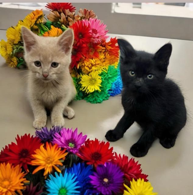 adoptable Cat in Fort Lauderdale, FL named Cookies