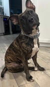 adoptable Dog in  named Luna